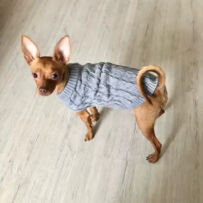 Vêtements tricotés pour chiens Chihuahua pull pour petits chiens vêtements d'hiver pour Sphinx chat