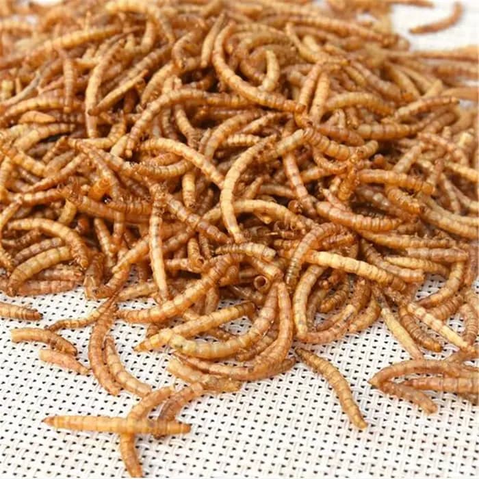 50g vers de repas séchés jardin sauvage alimentation pour oiseaux repas ver poulet Reptile poisson