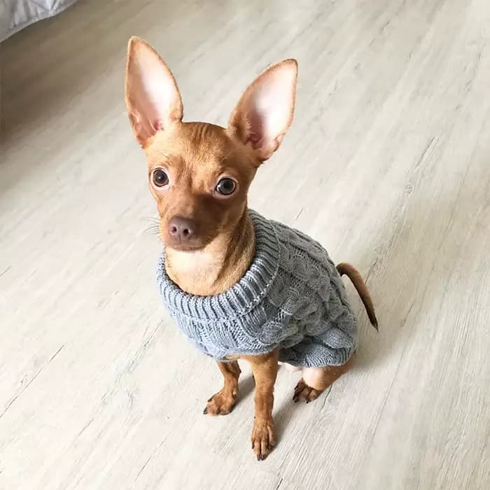 Vêtements tricotés pour chiens Chihuahua pull pour petits chiens vêtements d'hiver pour Sphinx chat