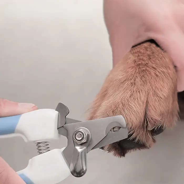 Coupe-ongles professionnel pour animaux de compagnie, en acier inoxydable, bicolore, pour chien et c