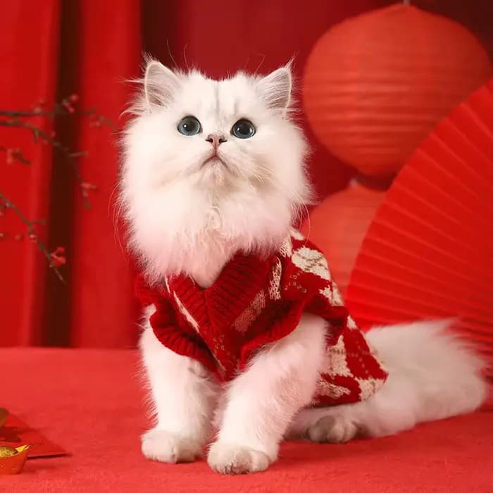 Vêtements pour chat chaton vêtements d'hiver automne gilet pour animaux de compagnie hiver chien cha