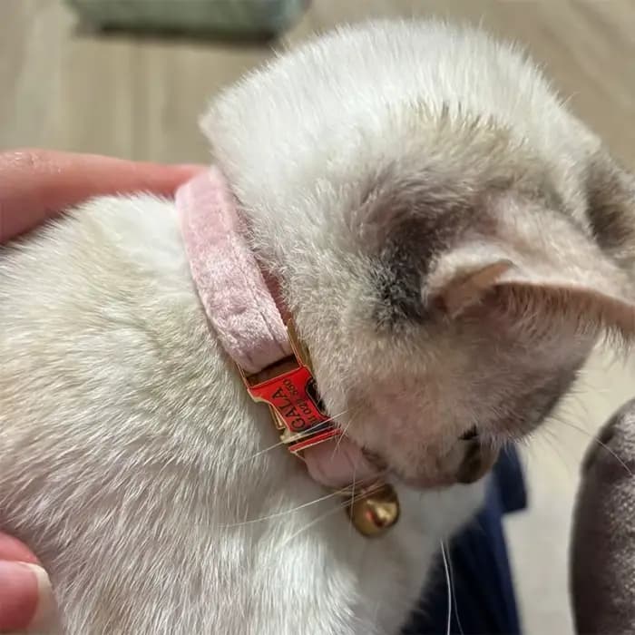 Collier pour chat réglable et élégant avec nœud papillon, caractéristique de sécurité pour animaux d