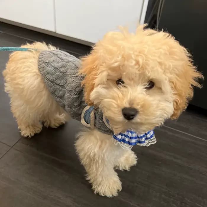 Vêtements tricotés pour chiens Chihuahua pull pour petits chiens vêtements d'hiver pour Sphinx chat