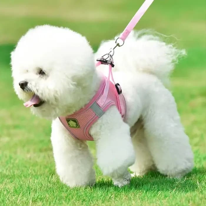 Ensemble de coulée SFP et laisse pour chien et chat, sans côtes, maille respirante
