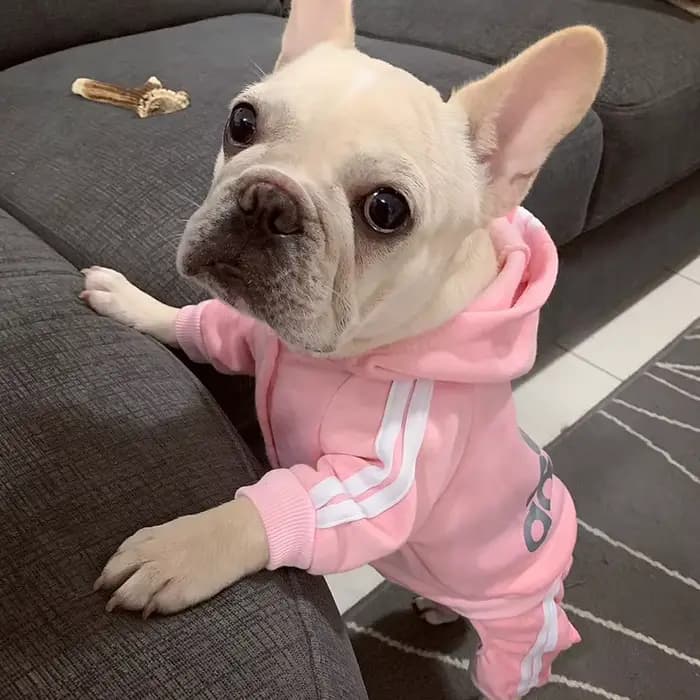 Survêtement pour chiens printemps automne vêtements pour chiens Sport sweat combinaison pour petits
