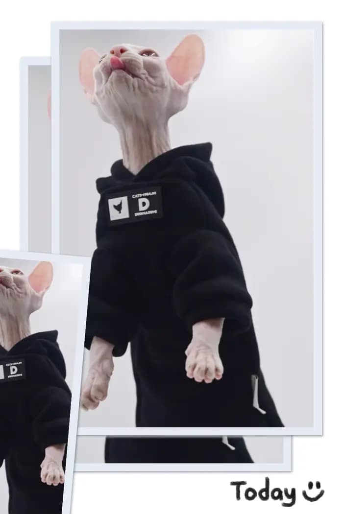 DUOMASUMI Sweat à capuche pour chat pour races sans poils – Pull tendance printemps/automne pour Sph