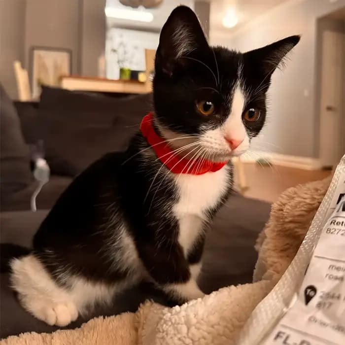 Collier pour chat réglable et élégant avec nœud papillon, caractéristique de sécurité pour animaux d