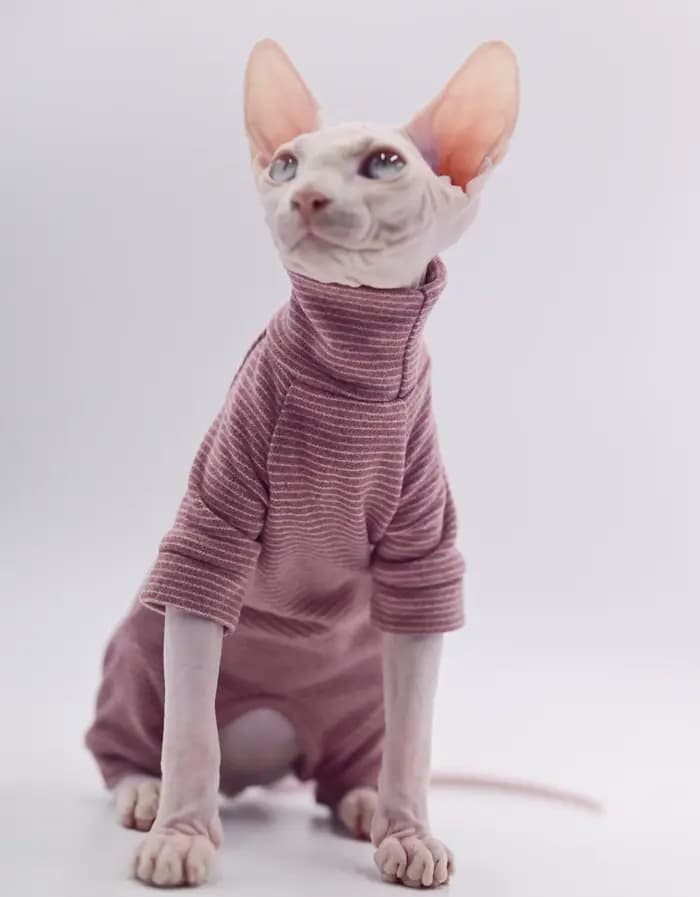 Vêtements pour chats sans poils, sweat à capuche chaud et doux à quatre pattes pour chats Sphynx pou