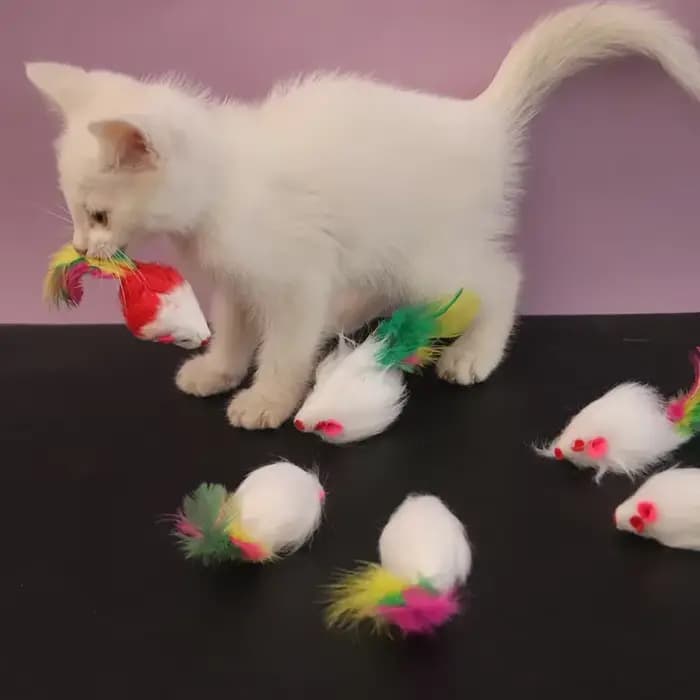 Faux souris en polaire douce pour chat, jouets amusants avec plumes colorées, jouets interactifs pou
