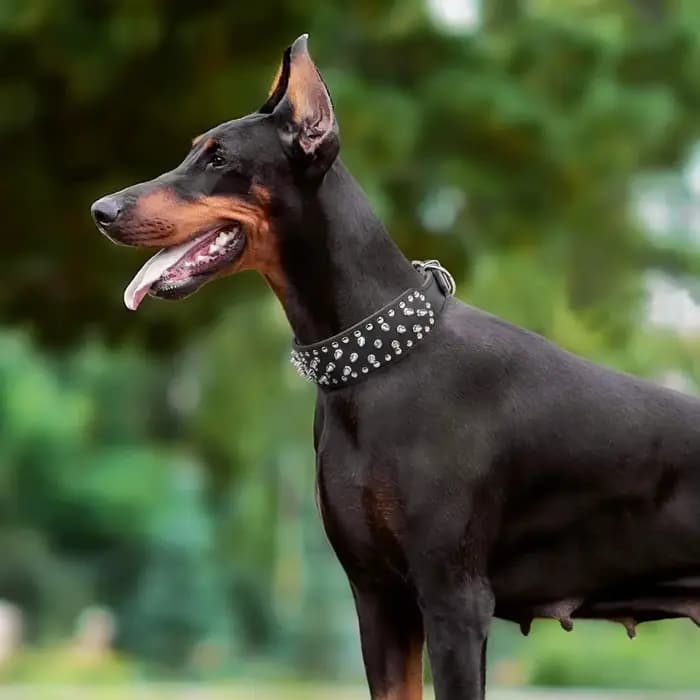 Collier de chien en cuir clouté à pointes de crâne pour chiens de taille moyenne et grande bouledogu