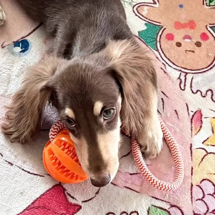 Boules de jouets pour chiens, corde de friandises interactive, boules de fuite en caoutchouc pour pe