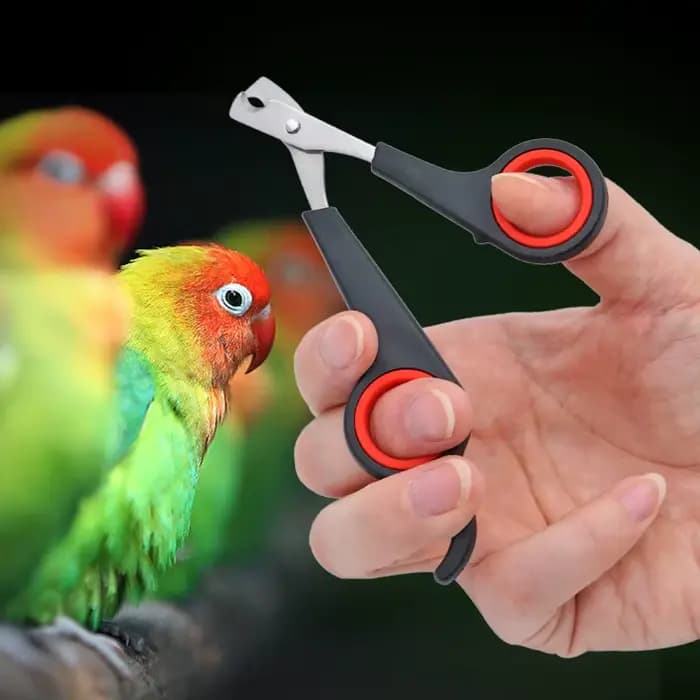Animal de compagnie oiseau perroquet petits animaux accessoire outil de toilettage ciseaux à ongles