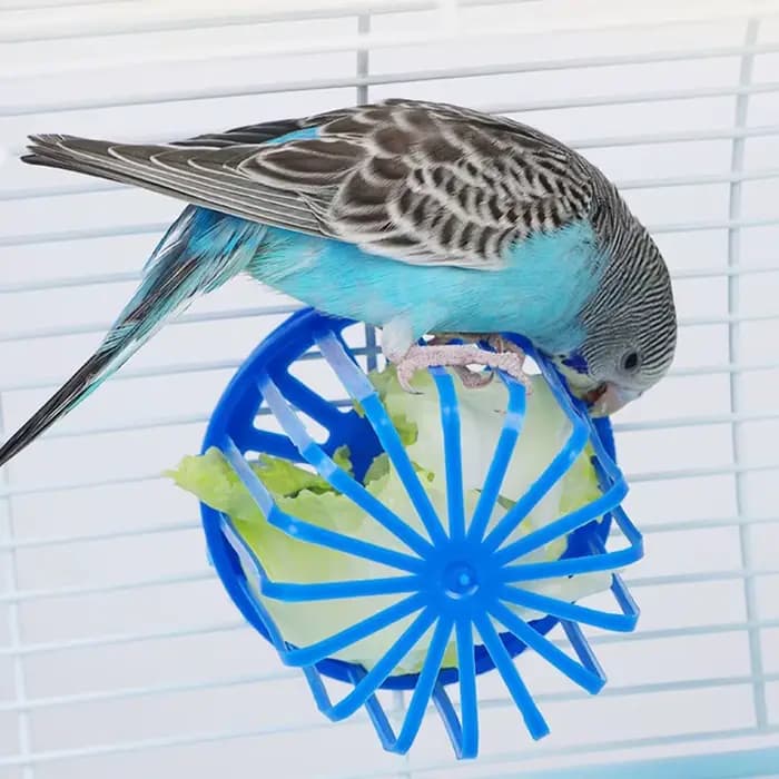 Mangeoire pour oiseaux et perroquets, porte-fruits et légumes, panier d'accès, conteneur, jouet pour