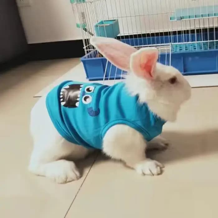 Gilet pour animaux de compagnie pour lapin chats été respirant lapins vêtements antiadhésif cheveux