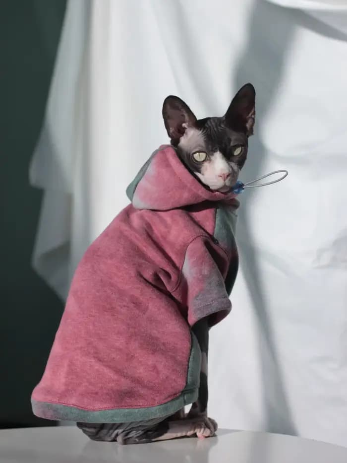 DUOMASUMI Sphynx vêtements pour chat sans poils Devon Rex vêtements automne hiver doublé polaire cha