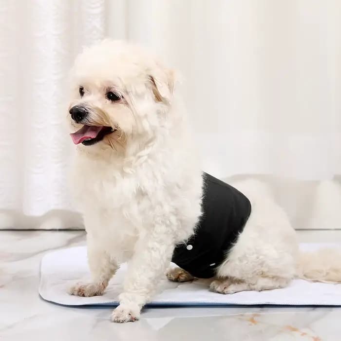 BIAI Anti-fuite latérale chien mâle couche réutilisable pantalon physiologique sous-vêtements sanita