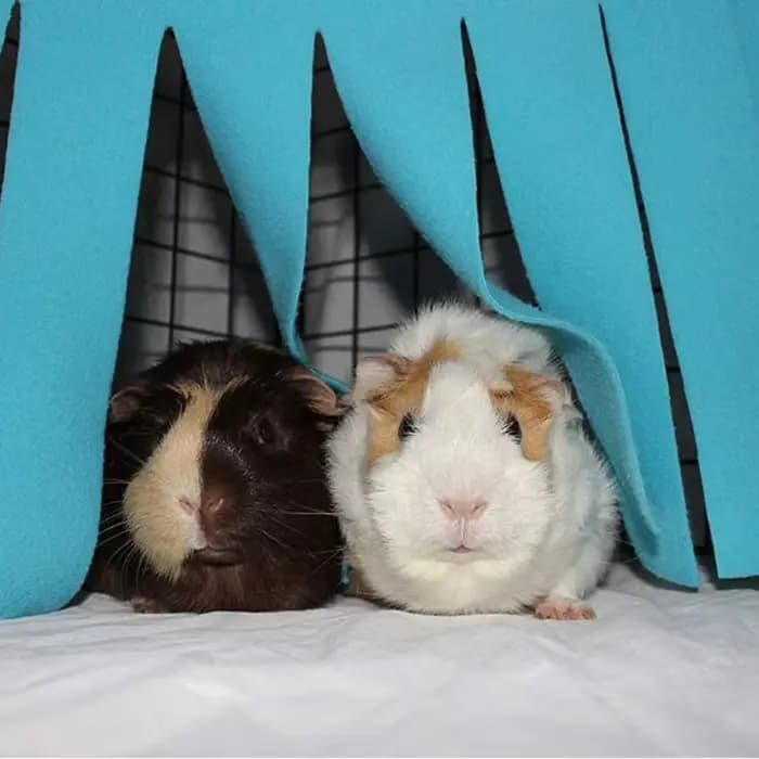 Tente à pampilles pour animaux de compagnie, cachette, cochon d'inde, Hamster, hérisson, hamac, ride