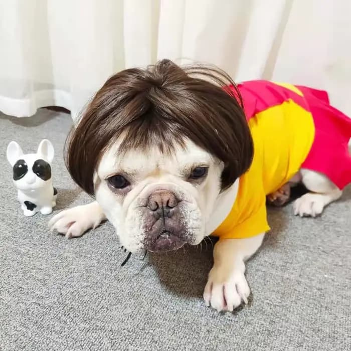 NONOR-Perruques pour animaux de compagnie, accessoires de cosplay, chapeau en élasthanne croisée, ol