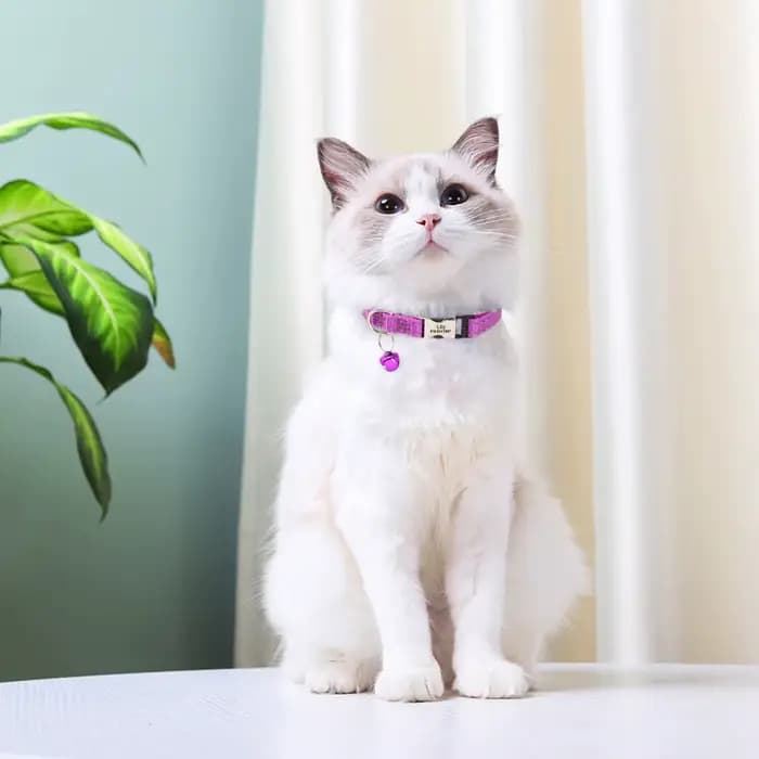 Collier d'identification de chat personnalisé Anti-perte chiot chats colliers de nom d'identificatio