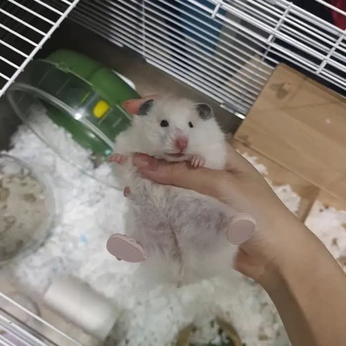 Mini chaussures de Hamster, pantoufles ours doré, pantoufles de requin mignonnes, Costume de Cosplay