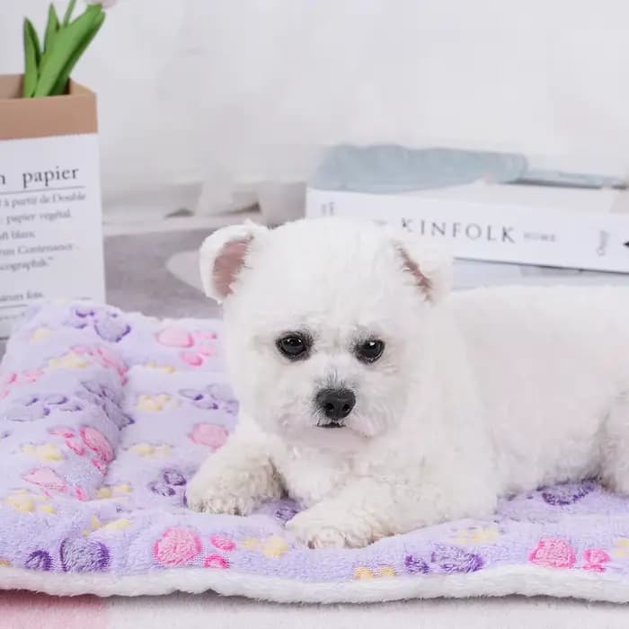 Lit pour chiens, couverture épaisse en flanelle, coussin lavable, accessoires de lit pour chiots, gr
