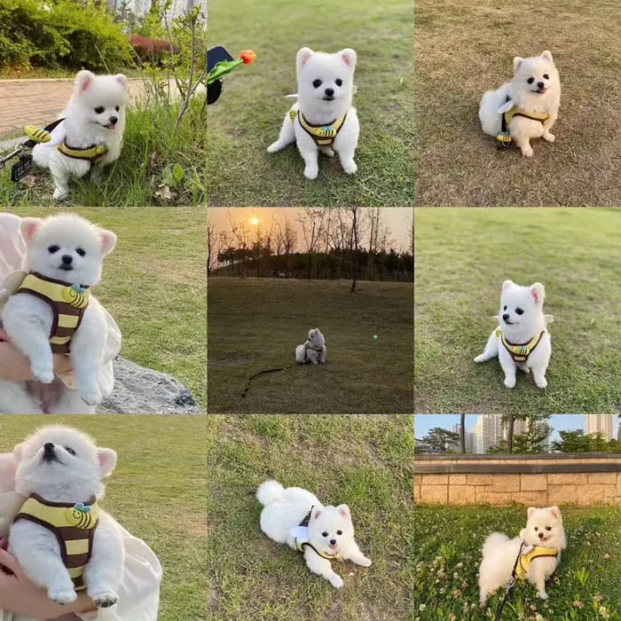 Mignon abeille chaton chiot chiens harnais et laisse ensemble doux respirant chiens gilet harnais la