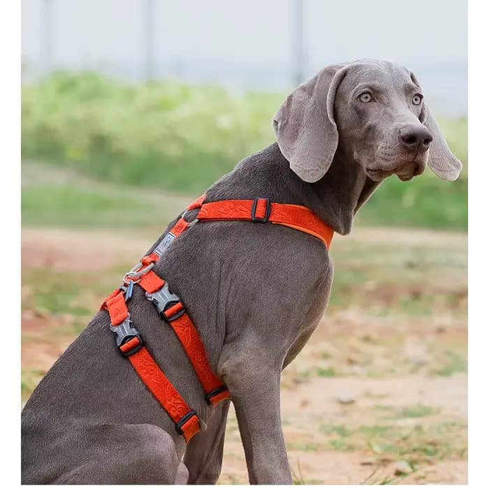 TRUELOVE-Nylon SFP Double-H personnalisé pour chien, coulé respirant et réglable, sans traction, YH1