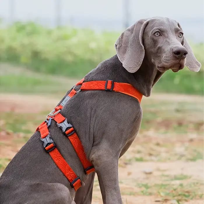 Winhyepet harnais pour chien sangle pour animaux de compagnie gilet réglable Triple Anti-évasion voy