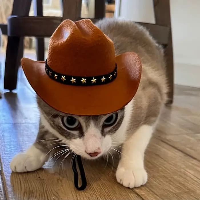 Chapeau de Cowboy britannique pour chien, fournitures pour animaux de compagnie, Costume de chien ré