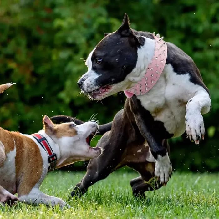 Collier de chien en cuir clouté à pointes de crâne pour chiens de taille moyenne et grande bouledogu