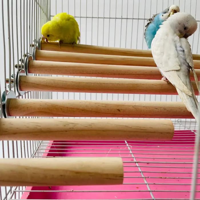 Bâton debout brut pour perroquets et animaux de compagnie, support suspendu en bois, support de joue