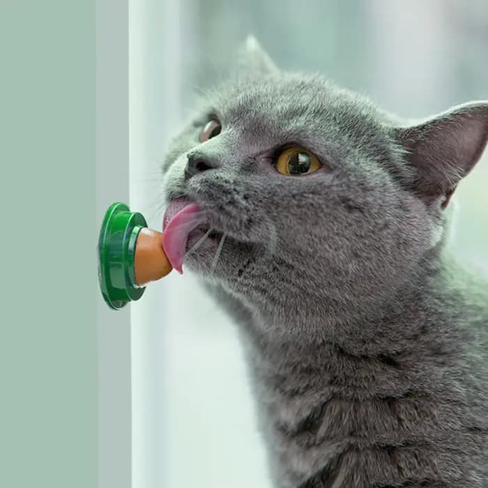 Bonbons léchant l'herbe à chat pour chaton, augmentation du sucre, boule d'énergie potable, collatio