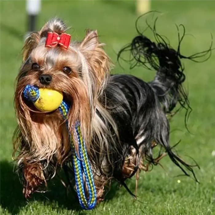 1pc dents Indestructibles morsure en caoutchouc chiot drôle balle d'entraînement jouets à mâcher jou