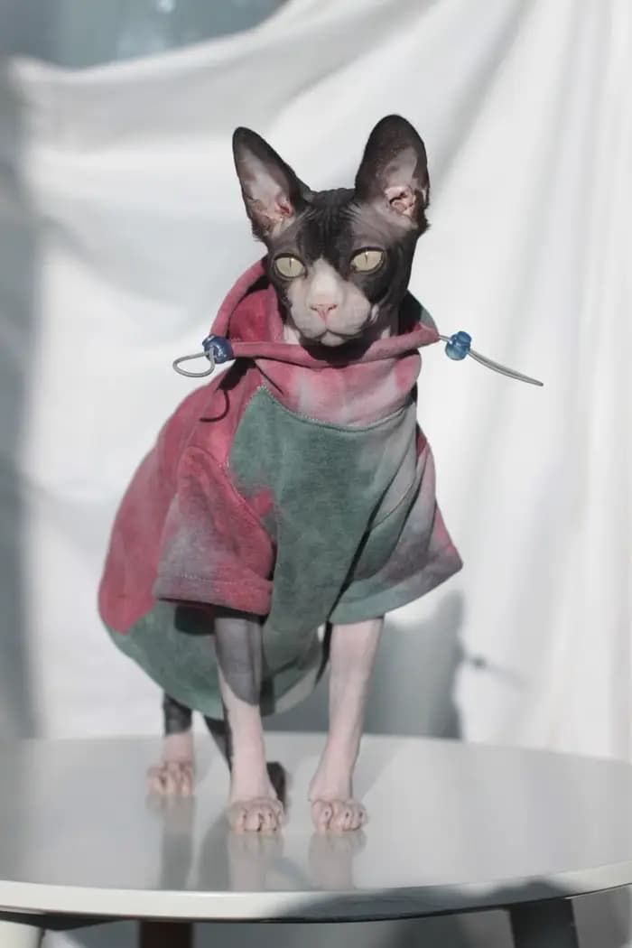 DUOMASUMI Sphynx vêtements pour chat sans poils Devon Rex vêtements automne hiver doublé polaire cha
