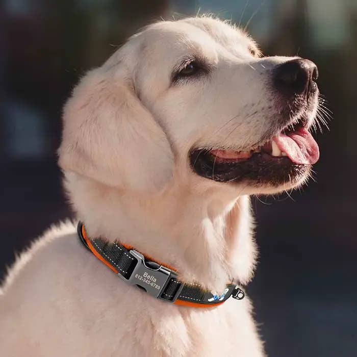 Collier de chien personnalisé réfléchissant, graver ID, colliers en Nylon, doux et rembourré, réglab