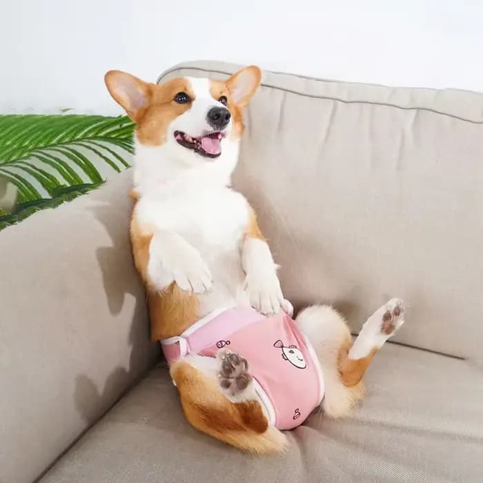Pantalon physiologique réglable pour bouledogue français, sangle initiée par l'animal de compagnie,