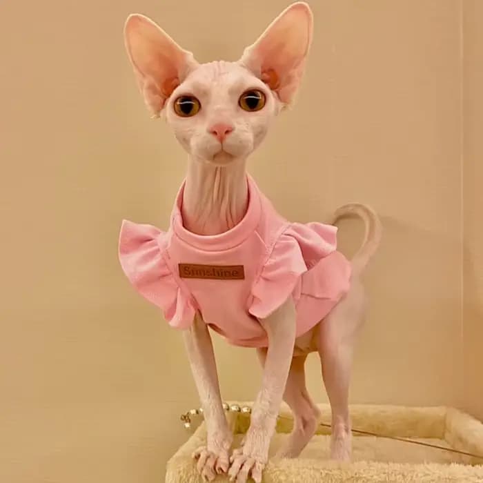Sphynx – vêtements de luxe pour chat, robe fantaisie d'été pour chien, sans poils, petit bouledogue