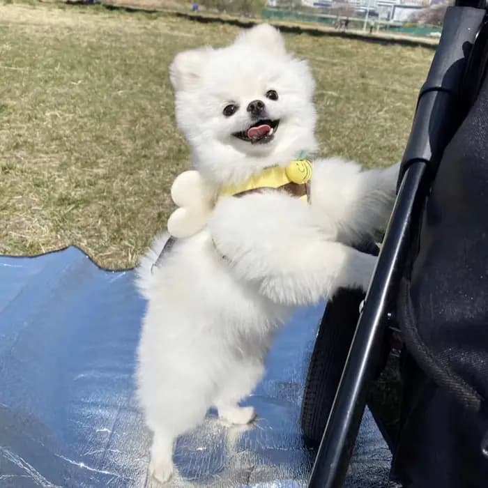 Mignon abeille chaton chiot chiens harnais et laisse ensemble doux respirant chiens gilet harnais la