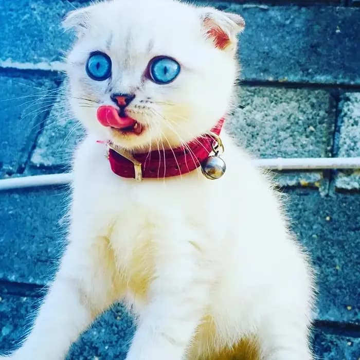 Collier de chat à breloque en forme de cœur et cloche, élastique de sécurité réglable avec matériau