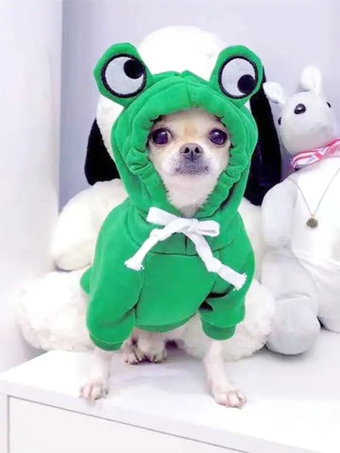 Pull grenouille mignon pour animaux de compagnie, petit et moyen chien, sweat à capuche vert avec de