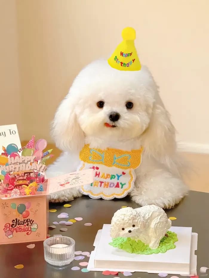 Bavoir et chapeau d'anniversaire pour chat et chien, mini bandana réglable pour chien et chat, acces