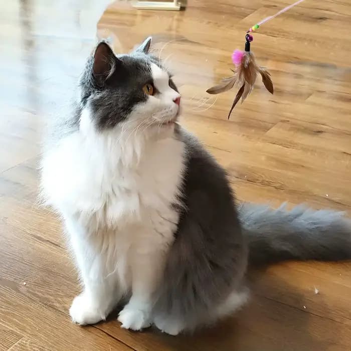 Jouet interactif en plumes de chat, accessoires, faux souris, ver, avec cloche de remplacement, rech