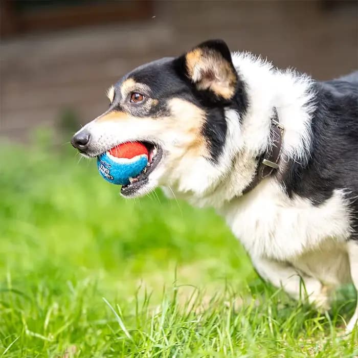 Balle de Tennis grinçante pour chien, jouets interactifs pour chien, son à rebond élevé, balle en ca