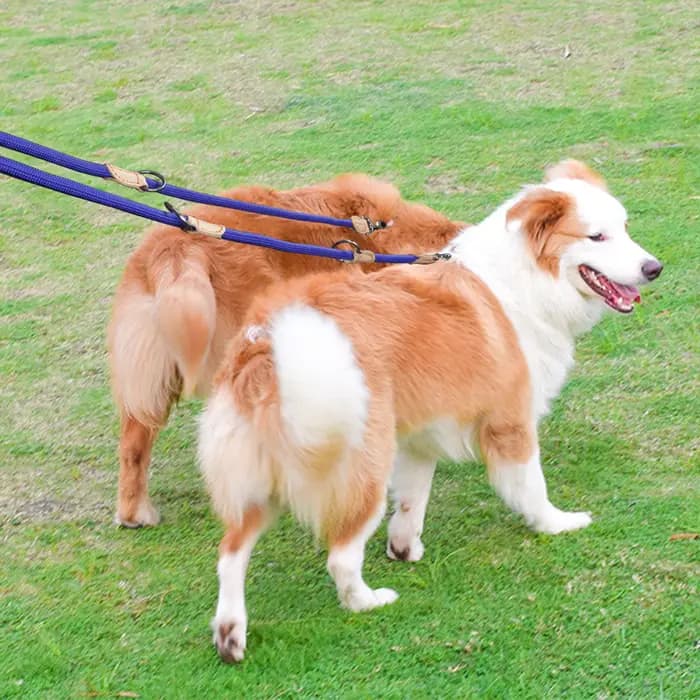 Laisses doubles polyvalentes pour chiens de taille moyenne, 210cm, réglables et en Nylon, mains libr