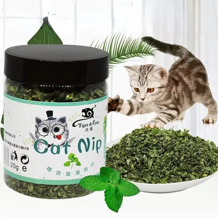 Jouet pour chat bio 100% naturel de haute qualité, à la menthe, avec goût d'herbe, nouveau jouet int