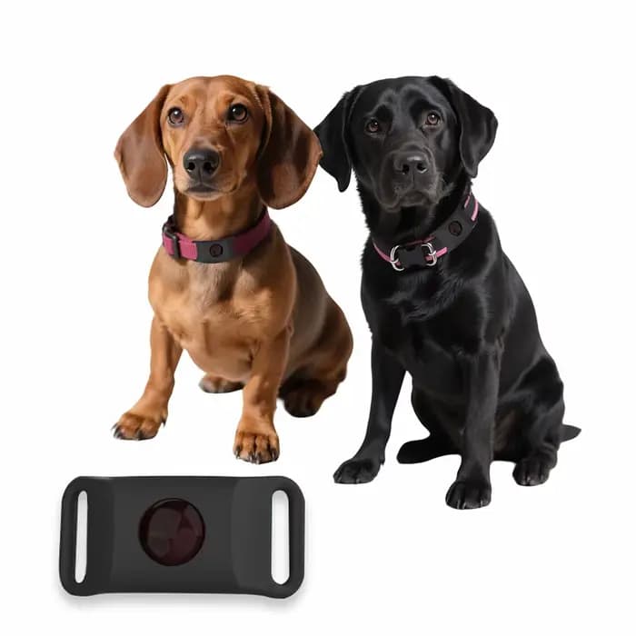 Huiles naturelles anti-puces et anti-touche pour collier de chiens et de chats, étiquettes portables