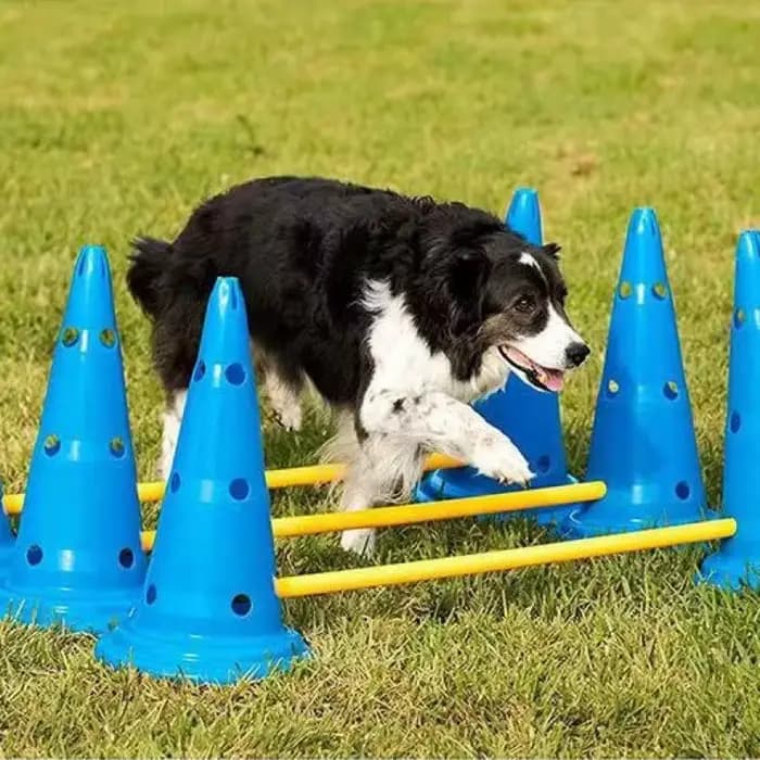 Ensemble d'entraînement d'agilité pour animaux de compagnie, barre de saut, équipement d'entraînemen
