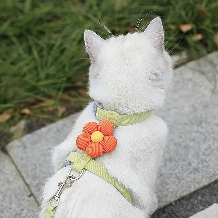 Ensembles de harnais et de laisse pour chat, harnais réglable pour petit chien, harnais pour animaux