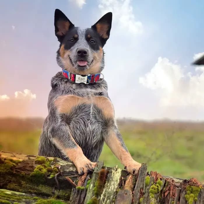 Collier personnalisé pour chien et chat, petit, moyen et grand, nom gravé personnalisé, identificati