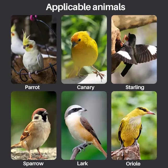 Seringue d'alimentation pour oiseaux de compagnie 10/20/30/50 ml, seringue réglable pour l'allaiteme